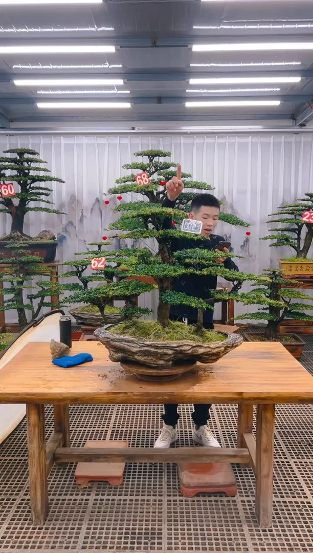 【闪购商品】紫砂精品盆景直播间一物一拍