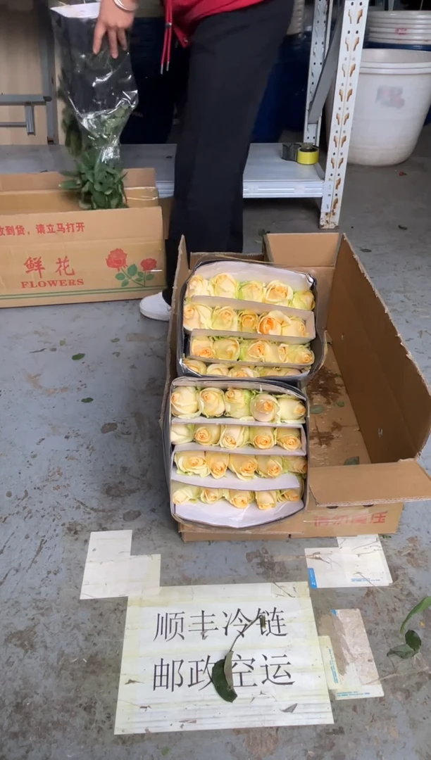 香槟2扎