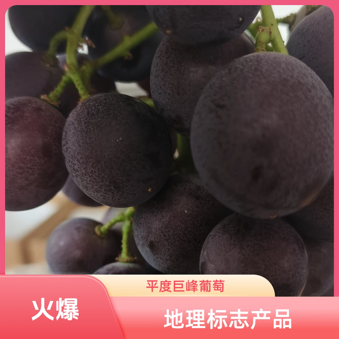 巨峰葡萄平度市大泽山国家地理保护产品