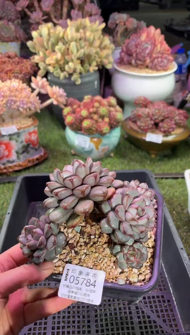 【闪购商品】05784