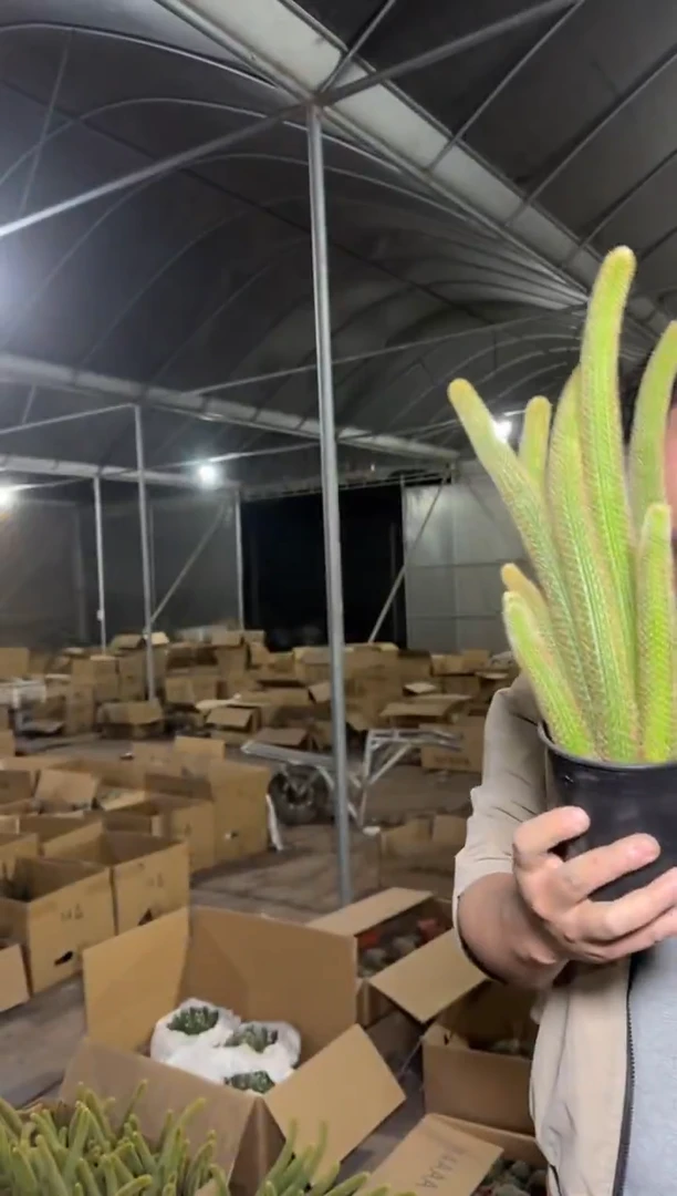 多头 红蜻蜓 金妞【带根】