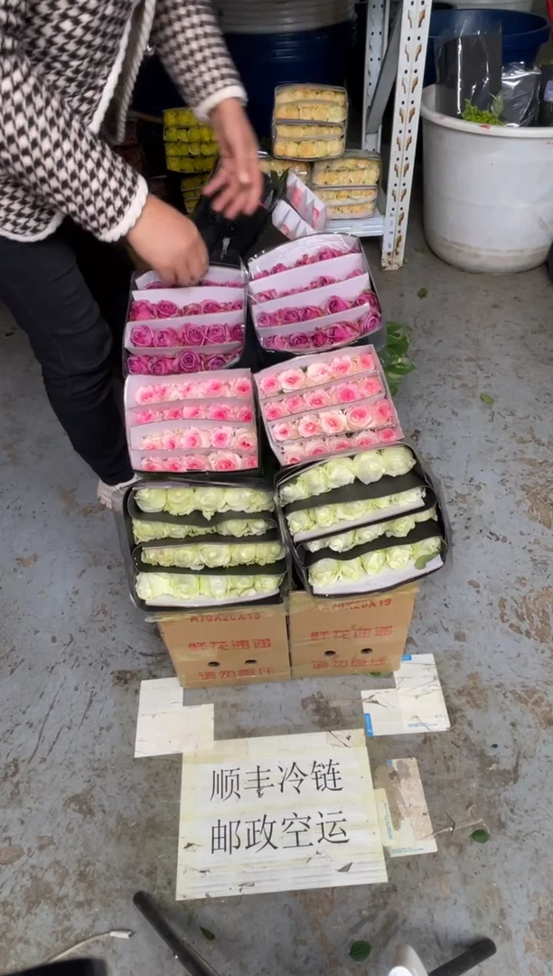 白雪山20枝+洛神20枝+冷美人20枝