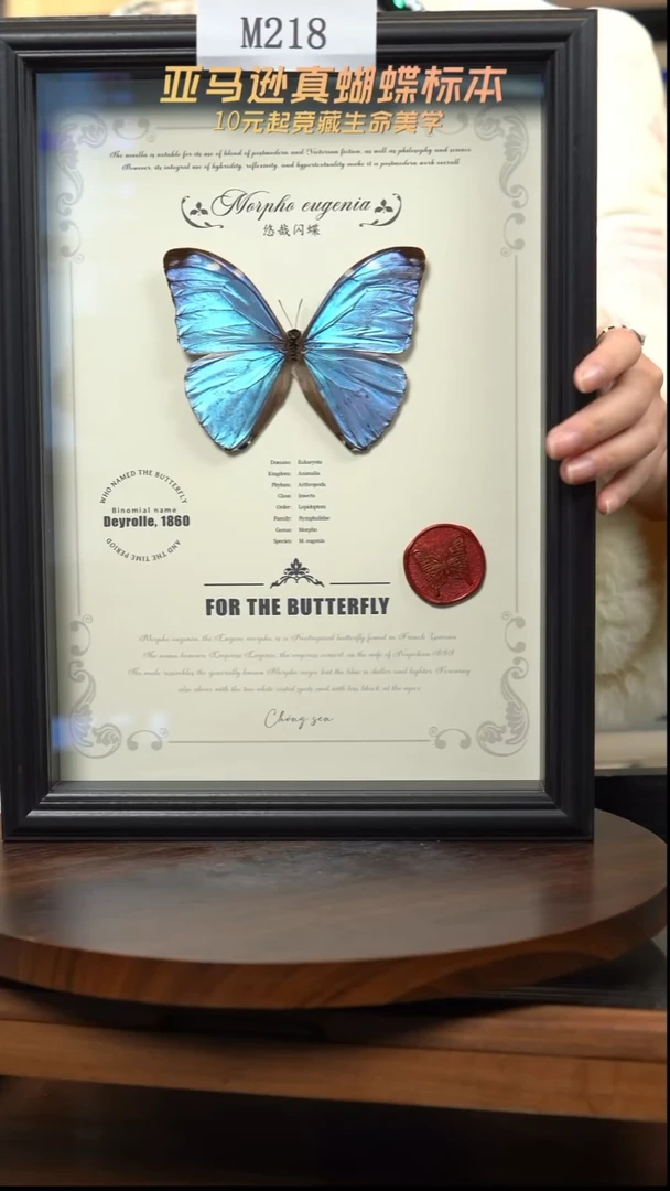 蝴蝶标本摆件竞拍m218