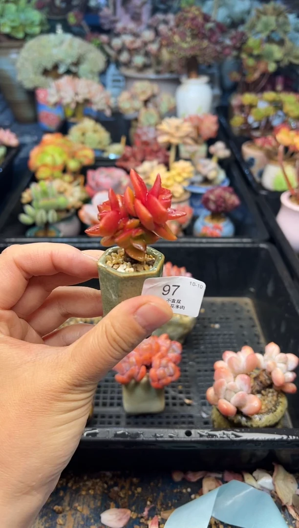 涵**媛97        不带盆