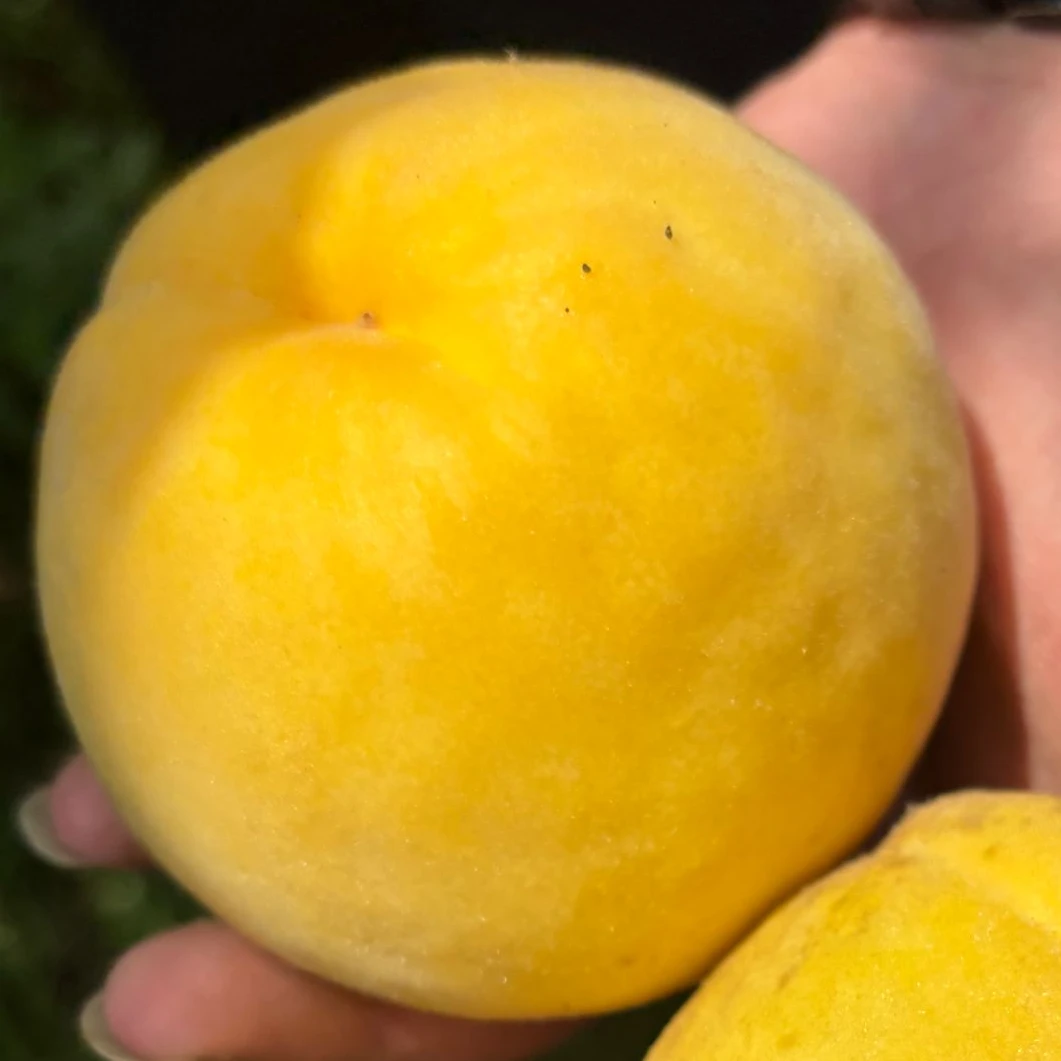 珙泉黄桃 现摘新鲜 脆甜多汁 单果180g-275g