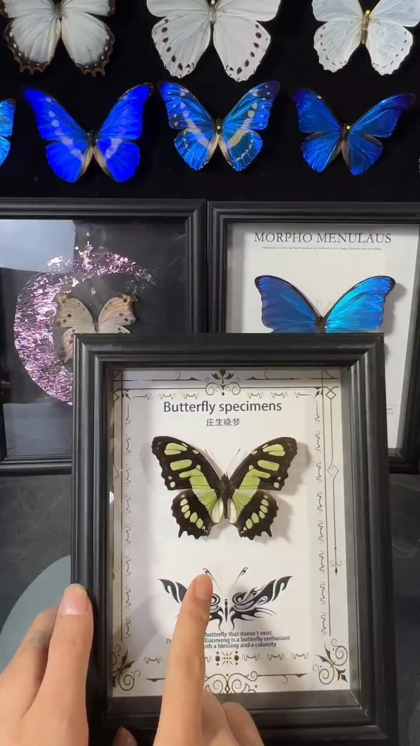 绿帘蛱蝶欧版相框