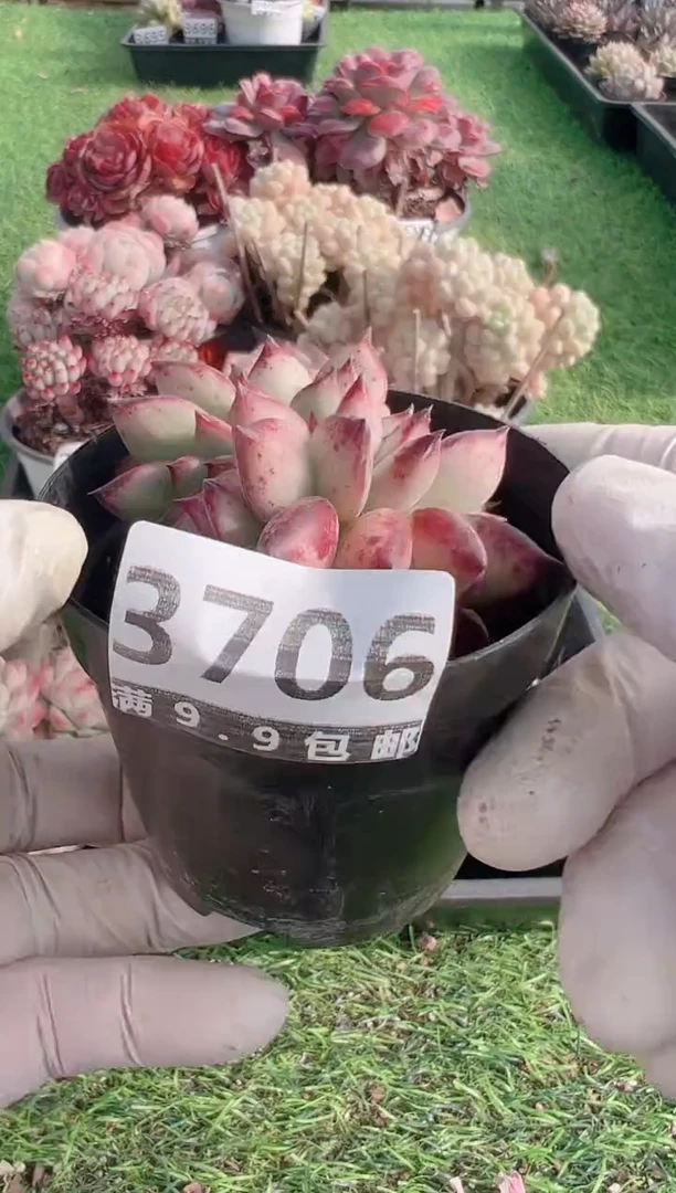 【闪购商品】信福多肉一物一拍