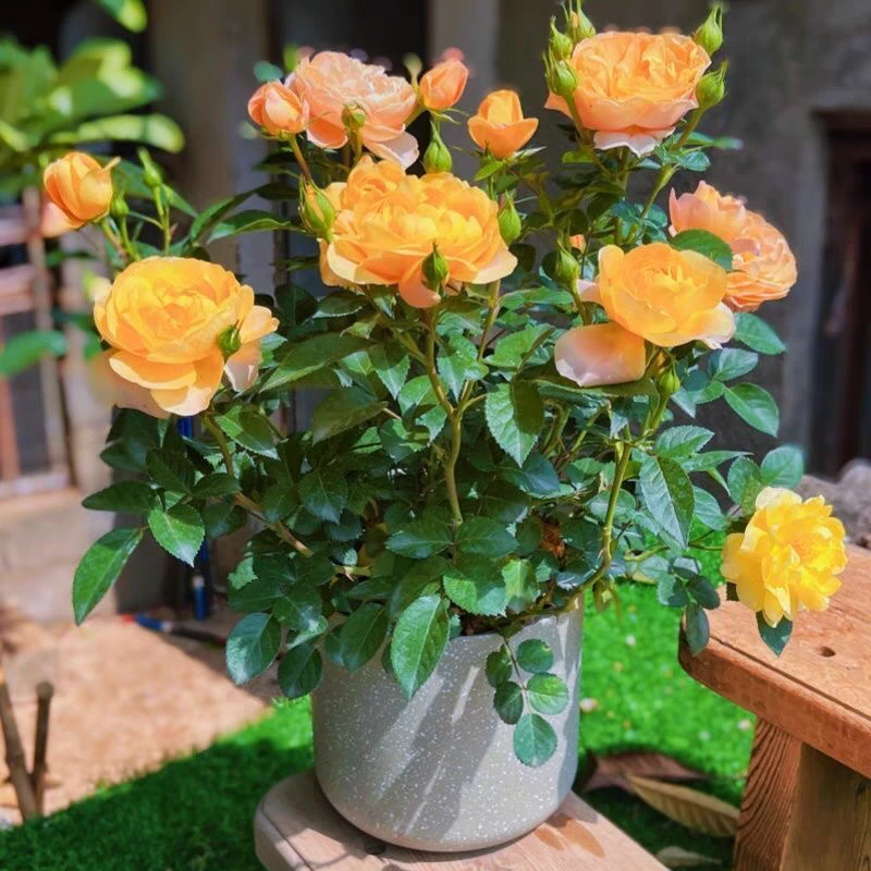 果汁凤仙花阳台室内月季盆栽带花苞浓香型四季开花易养护庭院绿植