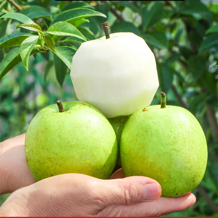 【顺丰/京东】正宗砀山皇冠翠冠青梨带箱5斤包邮当季新鲜水果酥脆梨