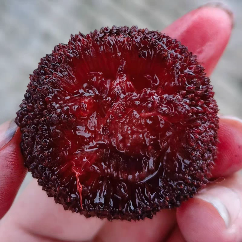 云南东魁杨梅 好食新鲜