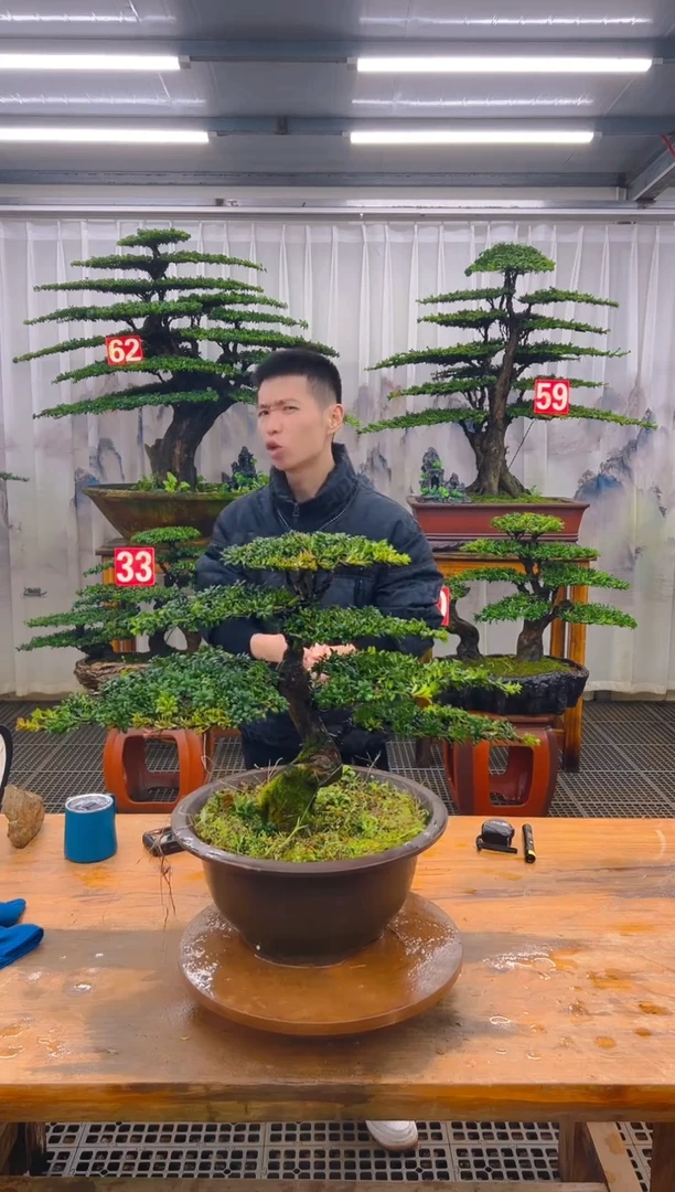 无花朵精品盆景直播间一物一拍