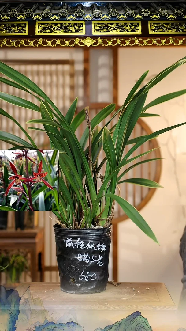 全部花苞前程似锦8苗5花