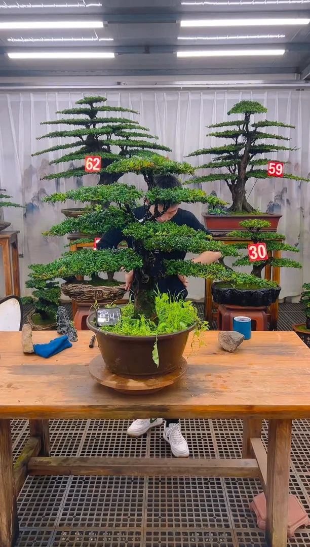 无花朵精品盆景直播间一物一拍