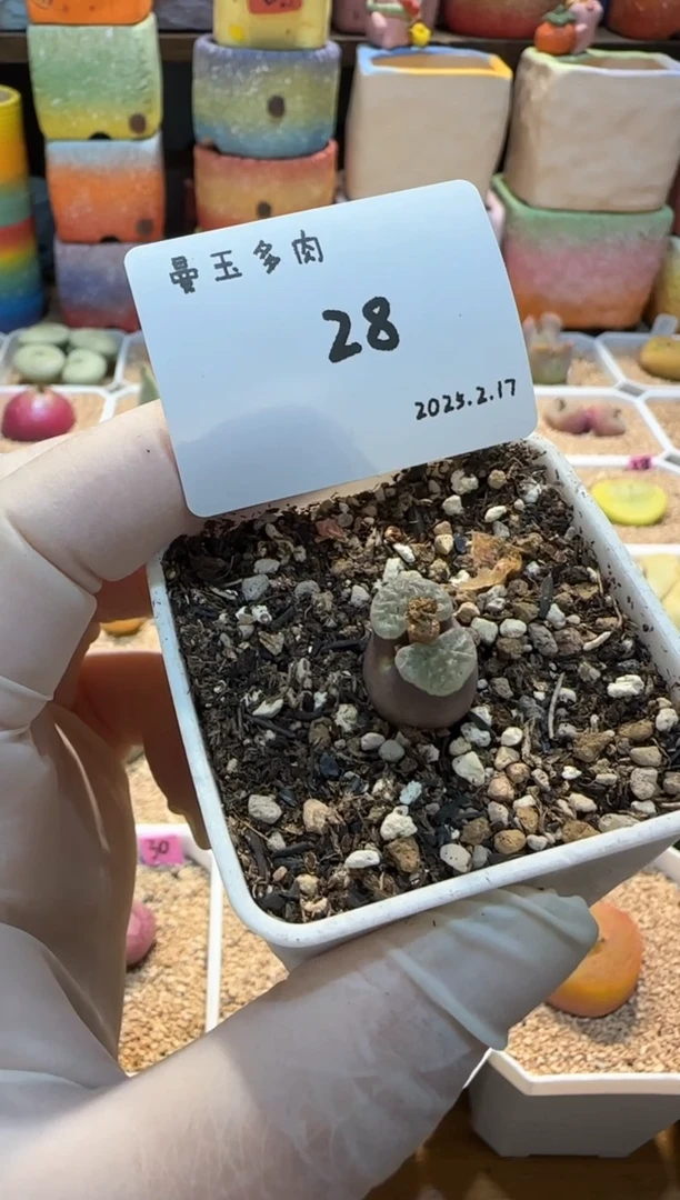 【闪购商品】25.2.17-28小翻翻