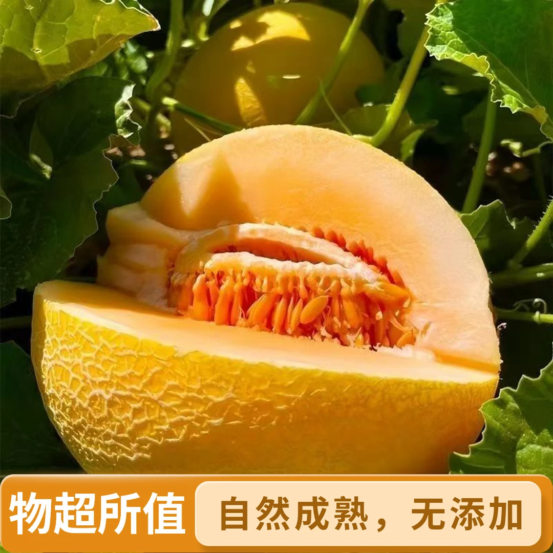 Y新疆正宗吐鲁番黄金蜜三号哈密瓜清脆香甜解渴解暑神器
