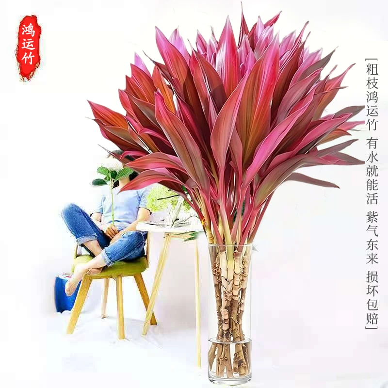 【海南基地1米红竹】鸿运竹红朱蕉紫竹鸿运当头年宵花绿植花卉