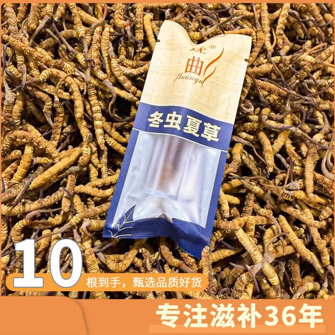 正宗藏青0.2克规格冬虫夏草品质靓货