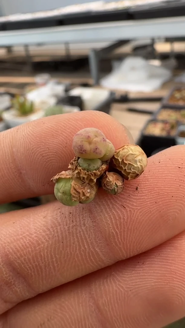 美丽的肉石头（25-31）-153小姓