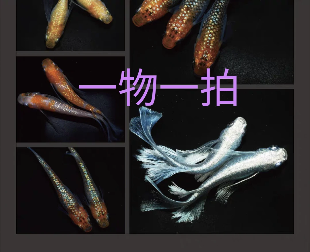 观背青鳉淡水冷水观赏鱼不打氧好养活适合新手