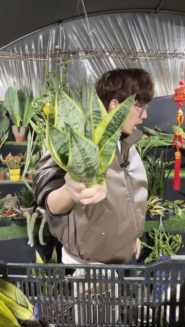 【闪购商品】矮脚金边虎耳裸根3棵9.9