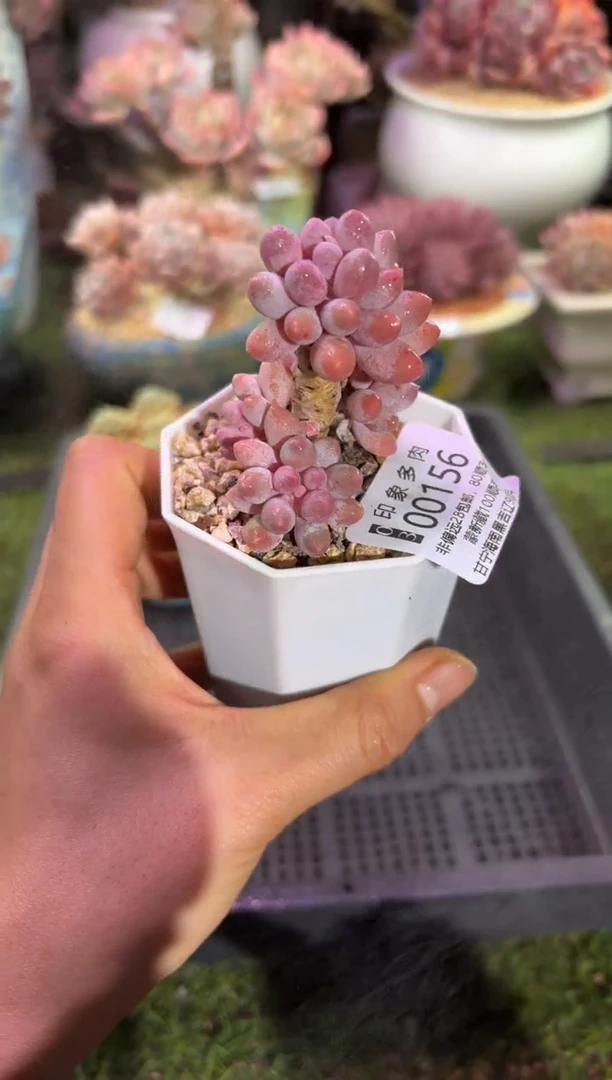 【闪购商品】00156