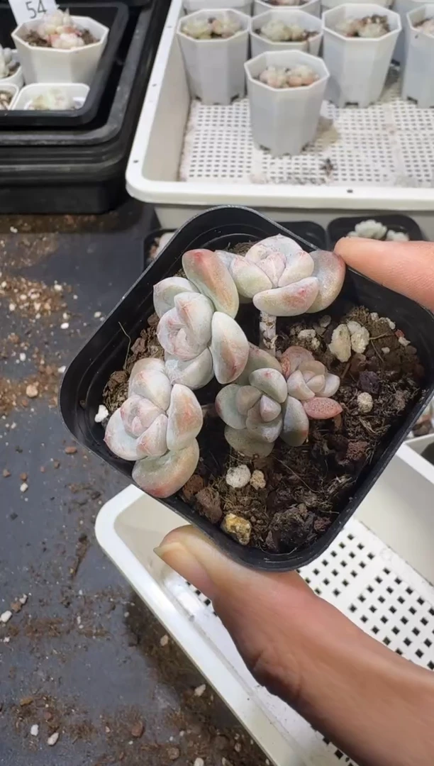 【闪购商品】64号到手1框江北多肉一物一拍