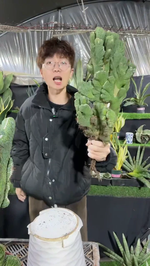 【闪购商品】超大号五指山脱土25厘米36.8