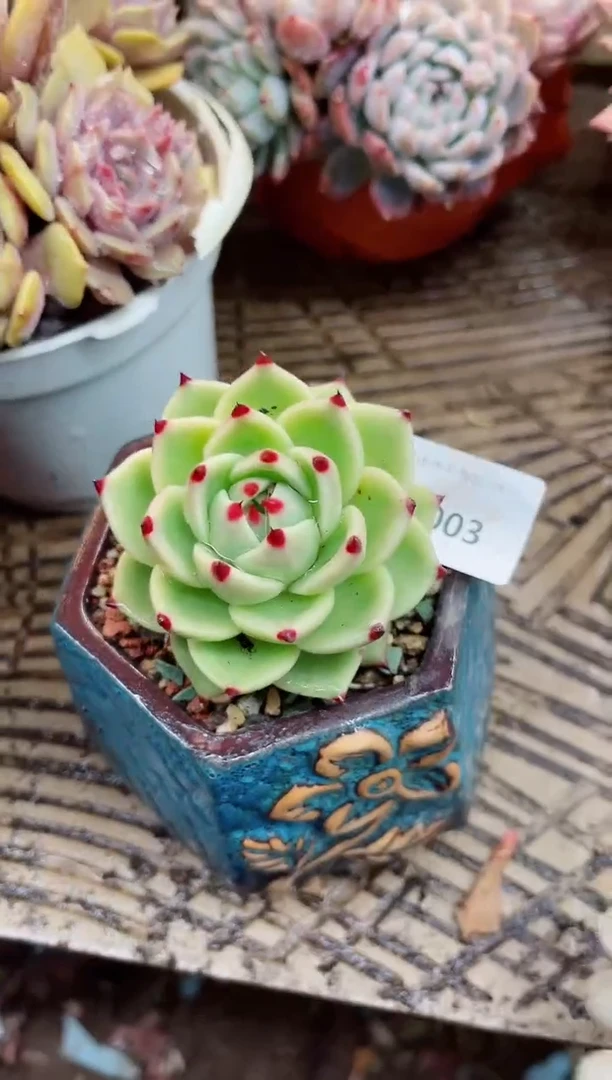 【闪购商品】04003