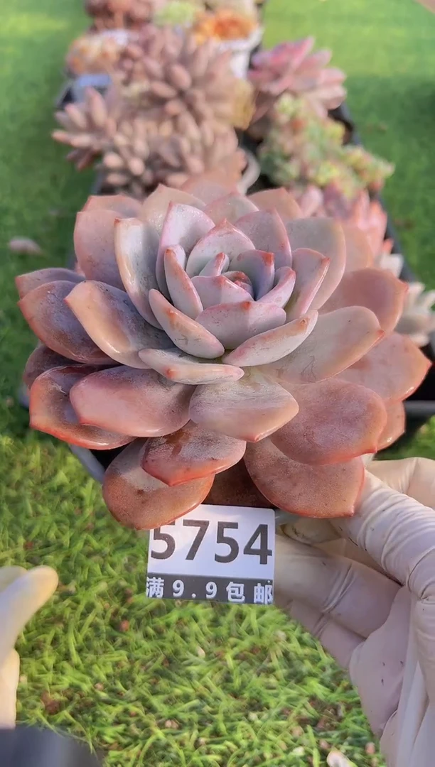 【闪购商品】信福多肉一物一拍