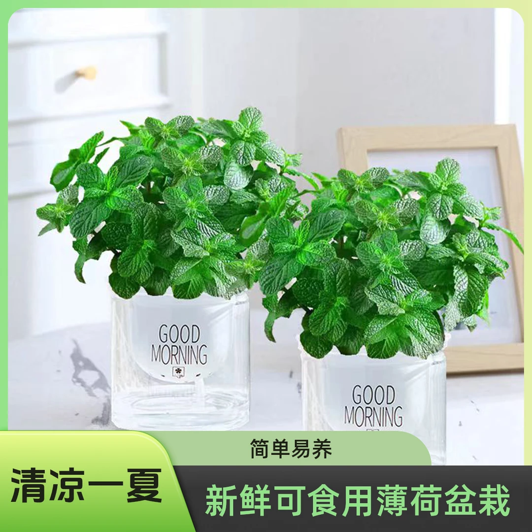 可食用薄荷盆栽驱蚊室内办公室桌面水培绿植包邮易活秋天