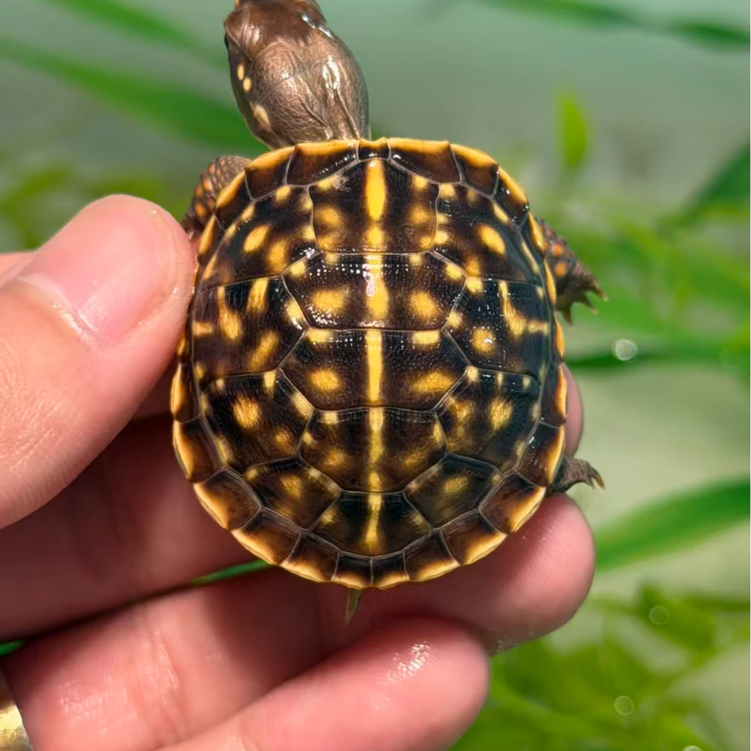 J-8【顺丰包邮】一龟一卡人工合法养殖全品锦箱苗宠物观赏乌龟