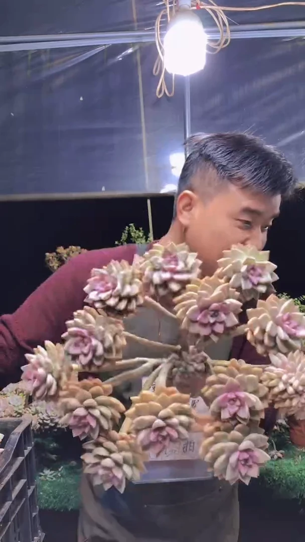 209淡雪缀化一物一拍