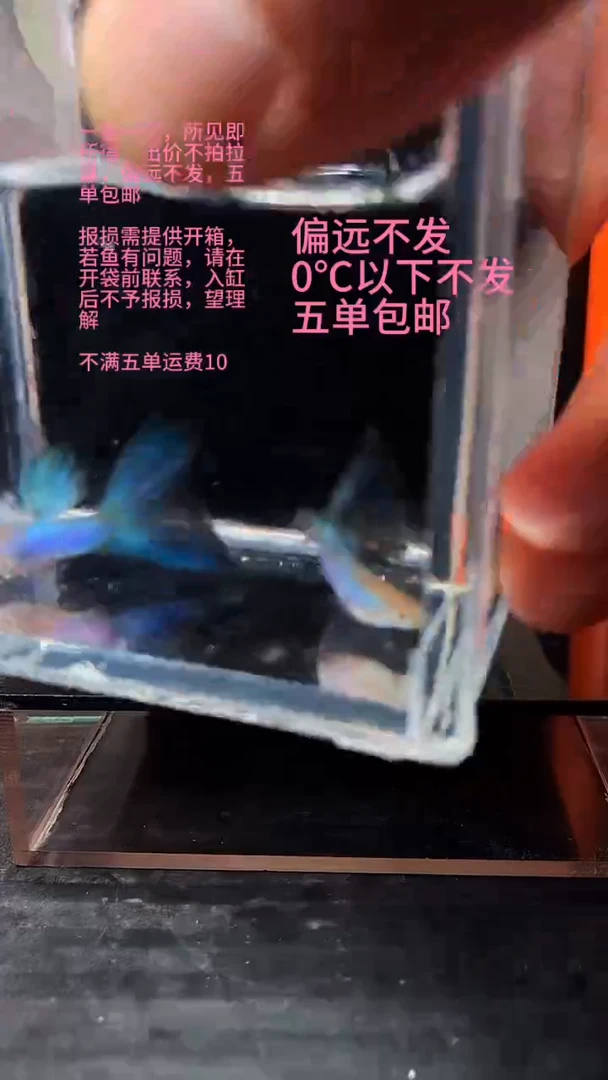 海水鱼孔雀鱼 26