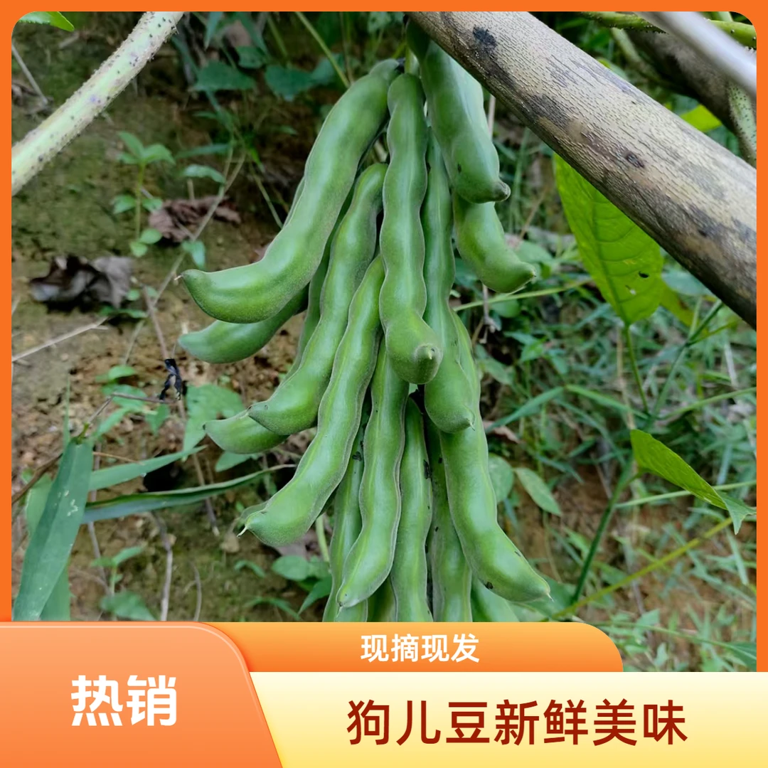 广西特产农家新鲜蔬菜龙爪豆现摘狗儿豆猫爪豆狗仔豆现发