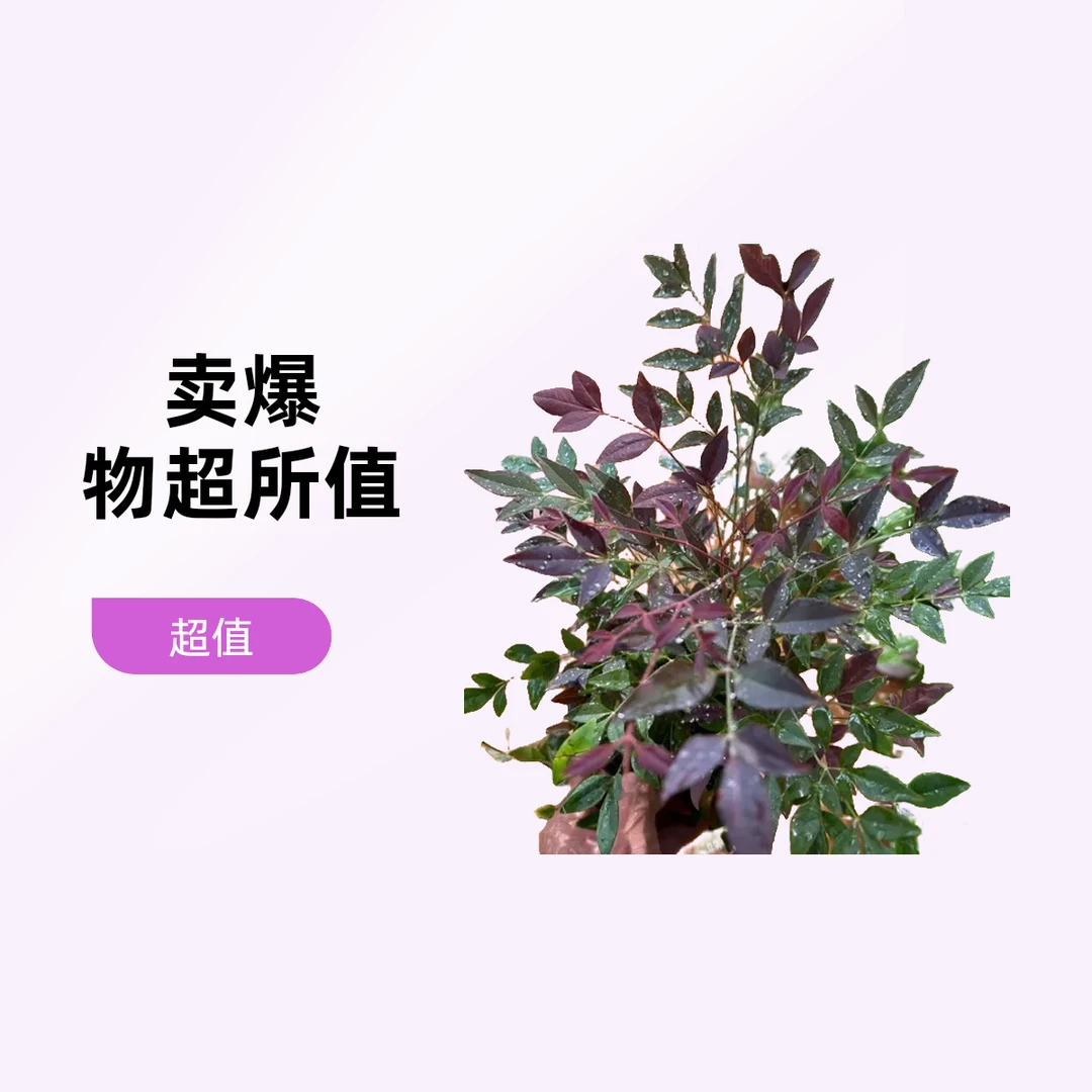 南天竹盆栽观叶植物灌木弥勒同城包邮