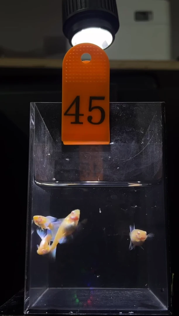 孔雀鱼蓝白飞船45