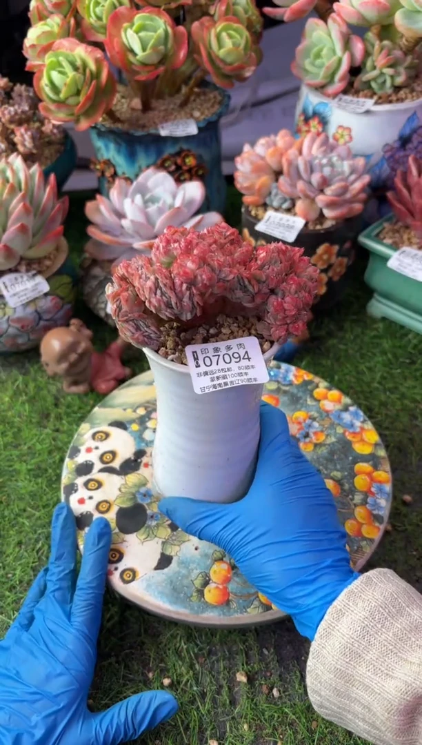 昆明印象多肉07094