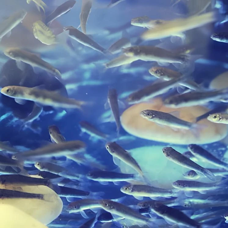 正品土耳其专用淡红墨头鱼医生亲亲足疗啃脚适应能力强耐活小鱼