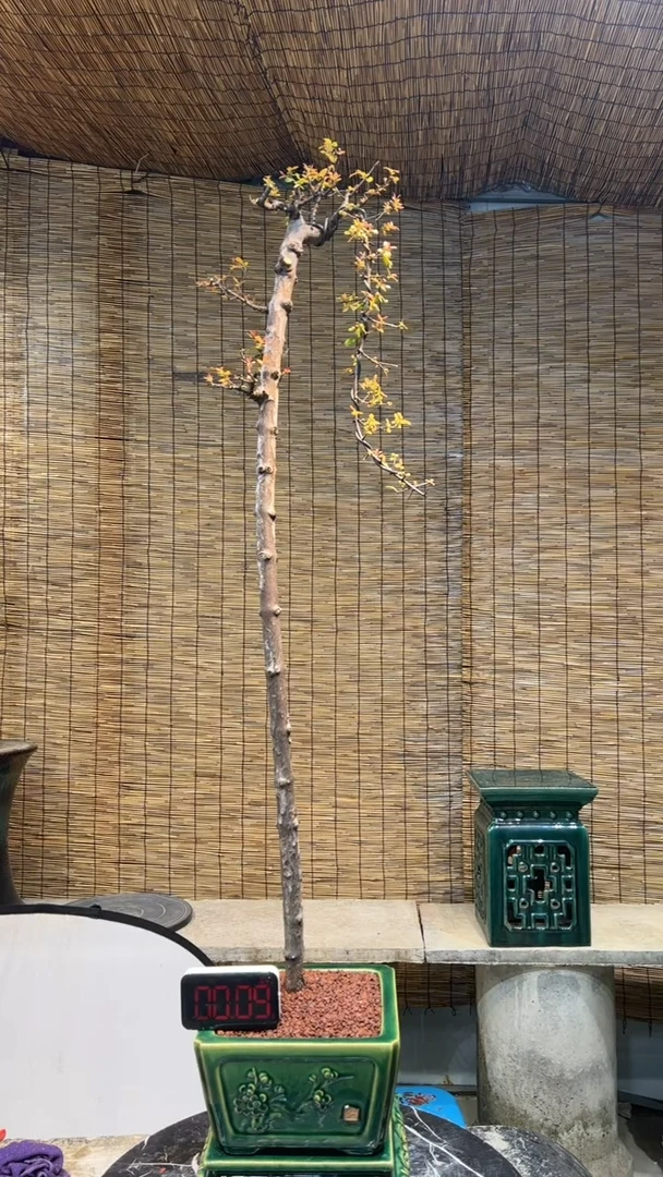 【闪购商品】盆景盆景