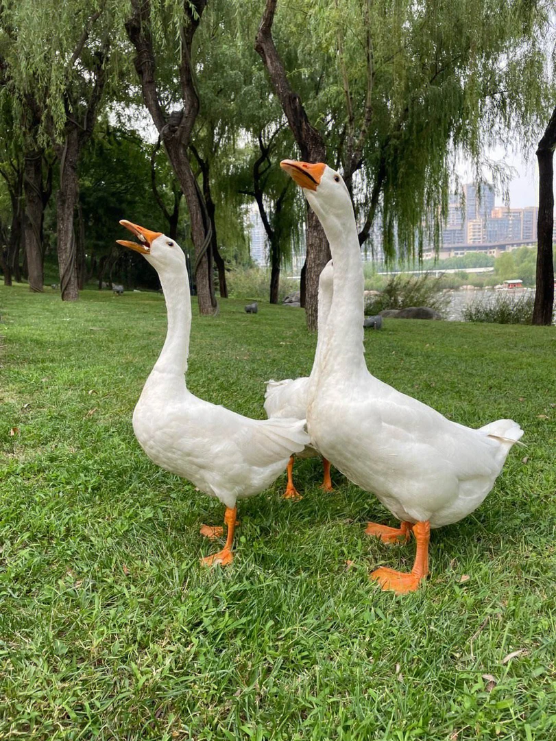 大白鹅整鹅10只肉鲜味美美味
