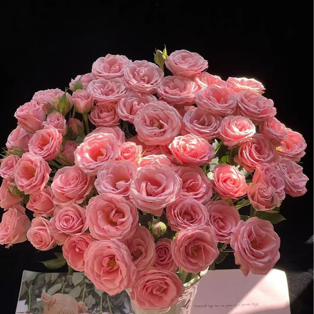 露露公主多头玫瑰-云南鲜花玫瑰-收到花第一时间醒花
