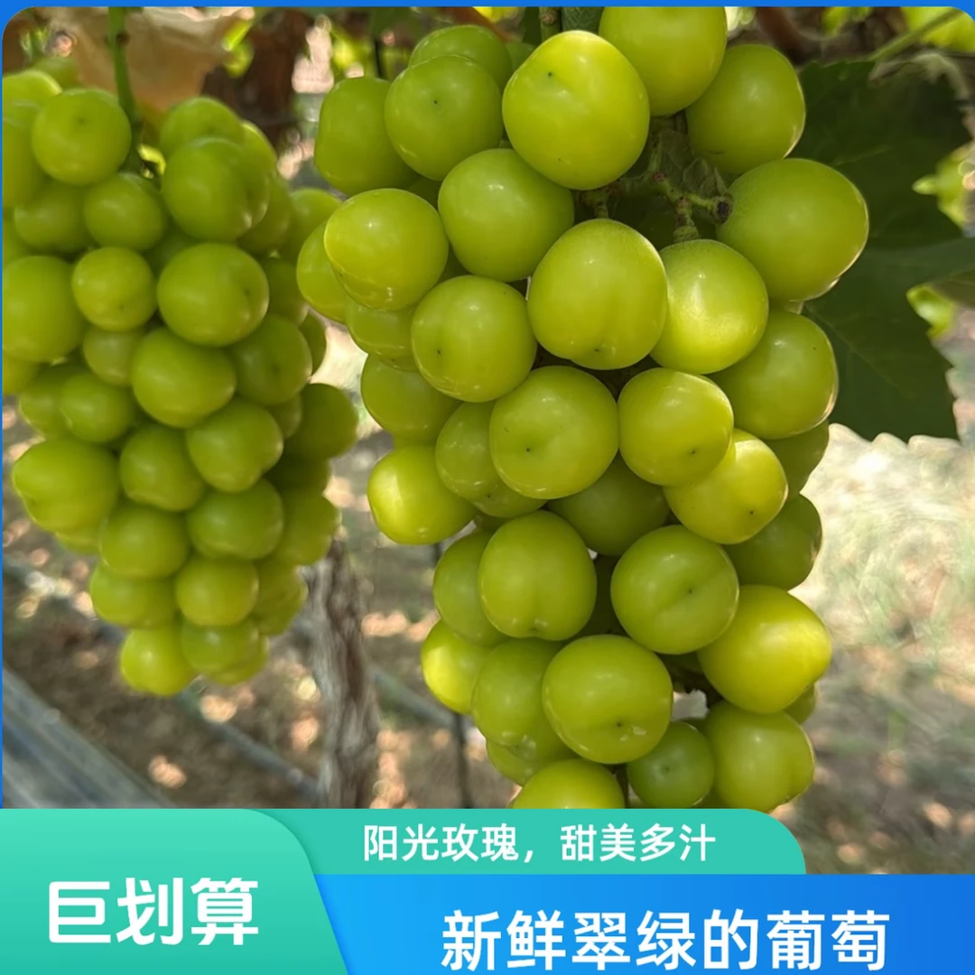 【京东包邮】A云南高原阳光玫瑰5斤新鲜多汁现摘现发