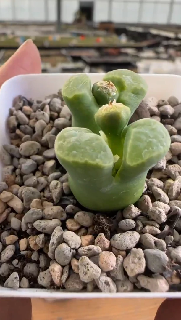 【闪购商品】20-350