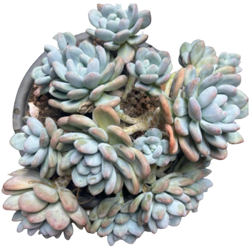 香水大群）整装老桩飘枝盆栽盆景多肉