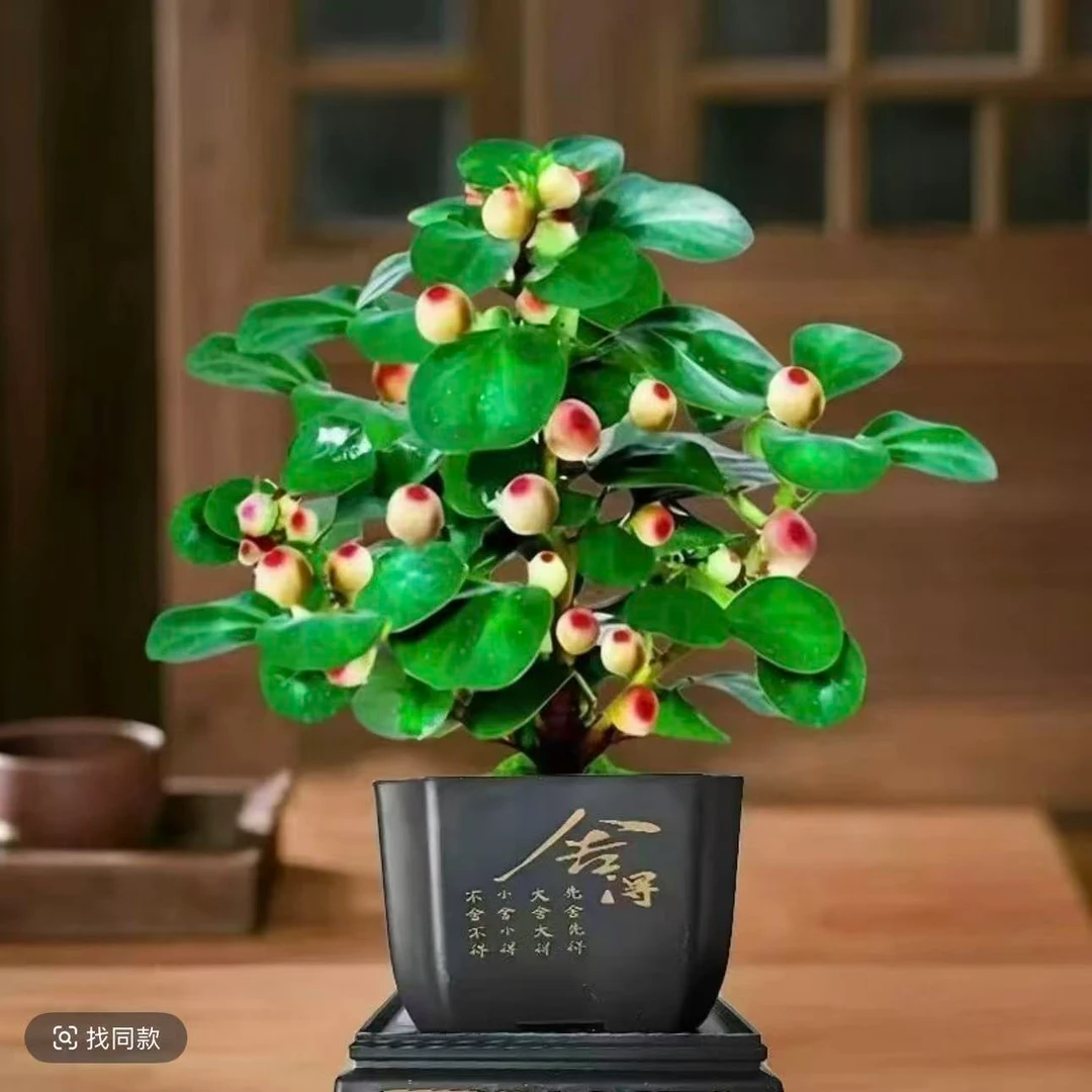 带果小盼菩提盆栽室内外桌面盆景好养活绿植净化空气植物