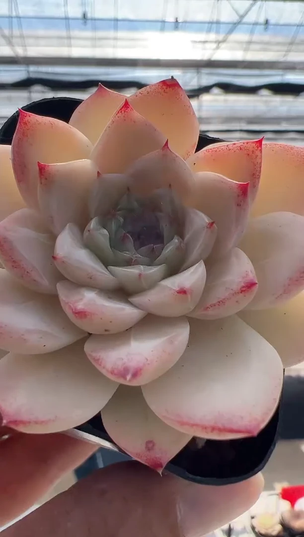 【闪购商品】月欧-21