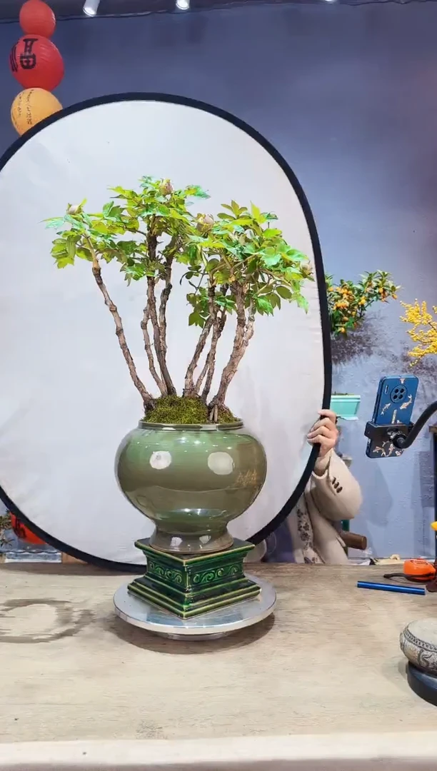 【闪购商品】盆景牡丹