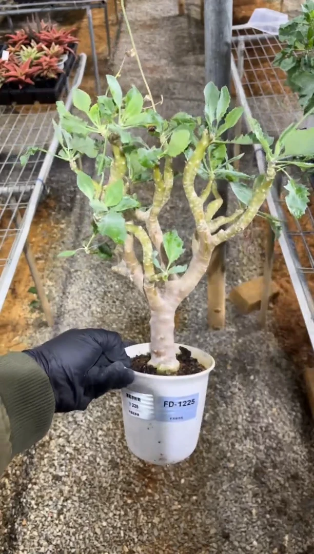 葡萄厚敦菊FD-1225