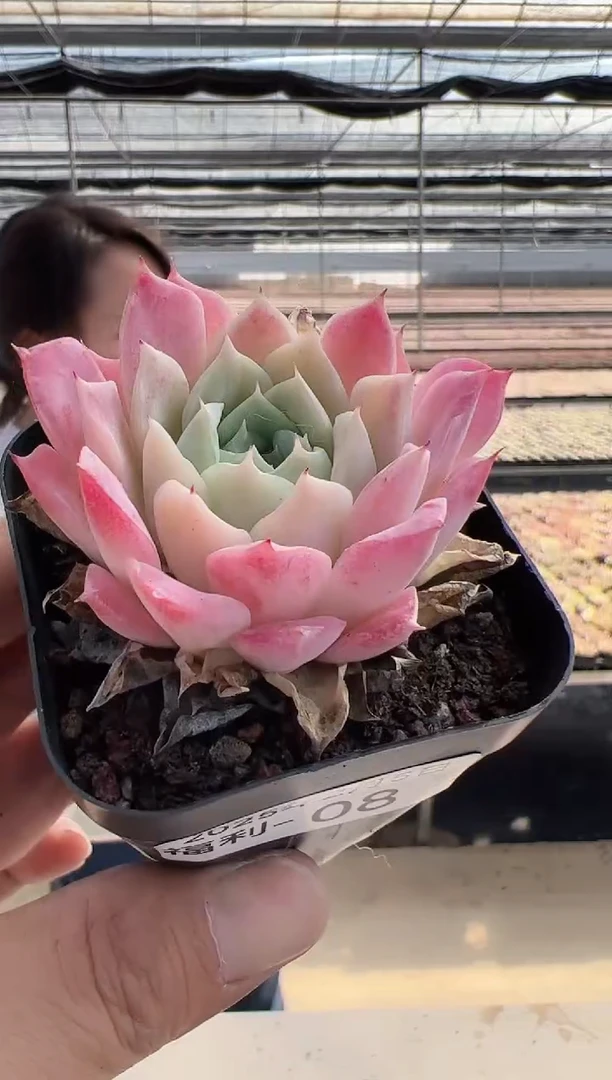 【闪购商品】福利多肉-8