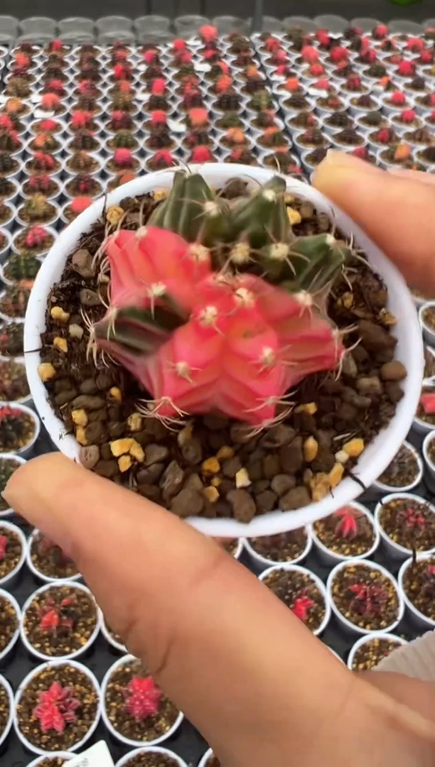 409好看的米哈冲冲冲泰国实生